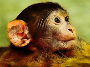 Funny Baby Monkey Image