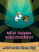 Dolphin Evolution Image