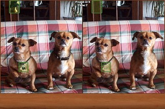 Dogs Spot the Difference Image