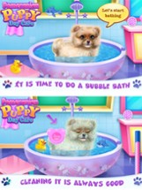 Pomeranian Puppy Day Care Image