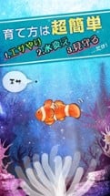 Clownfish Aquarium Image