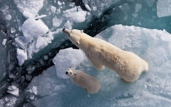 Story of the Arctic Image