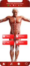 Human Muscular System Trivia Image