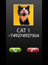 Fake Call Cat Prank Image