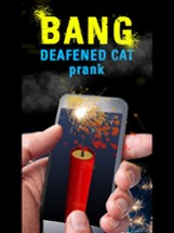 Bang Deafened Cat Prank Image