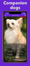 Dog Breeds Training Games Life Image