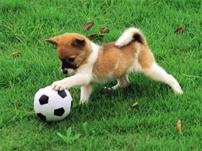 Playful Puppy Outdoor Puzzle Image