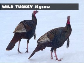 Wild Turkey Jigsaw Image