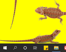 Bearded Dragon Desktop Pet Lizard Image