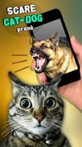Scare Cat - Dog Prank Image