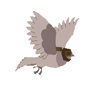 World War Pigeon Image