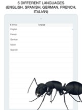 Insects Flashcard for babies and preschool Image