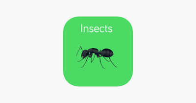 Insects Flashcard for babies and preschool Image