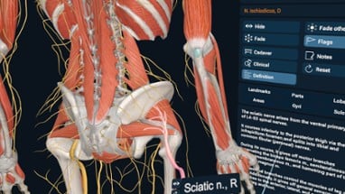 3D Organon XR Image