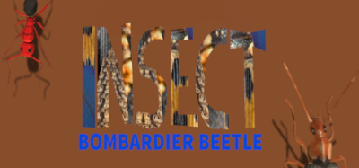 Bombardier Beetle Image