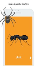 Insects Flashcard for babies and preschool Image