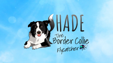 SHADE The Border Collie Flycatcher Image