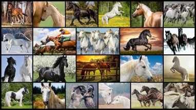 Mighty Horses - Real Horse Picture Puzzle Games for kids Image