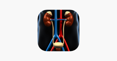 Genitourinary System Trivia Image